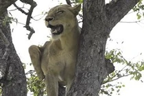 Video: Sư tử chịu nhục trước bầy linh cẩu và màn trả thù đáng sợ