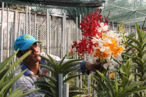 Hóc Môn: Trồng hoa lan đạt lợi nhuận tới 700 triệu đồng/ha