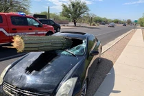 Video: Tài xế may mắn thoát chết sau khi 'xương rồng khổng lồ' đâm xuyên ôtô