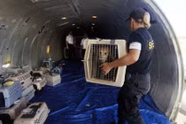 Ly kỳ vụ việc cả máy bay phải hạ cánh vì một... chú chó nhỏ