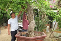 Đà Nẵng: Kiếm nửa tỷ đồng mỗi năm từ nghề "săn" cây cảnh