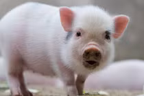 Nếu biết tôn trọng bản thân 3 con giáp này sự nghiệp lên hương