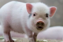 Nếu biết tôn trọng bản thân 3 con giáp này sự nghiệp lên hương