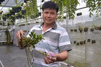 Lan rừng giữa phố, bán 10cm giả hạc Lâm Đồng giá 1 chỉ vàng