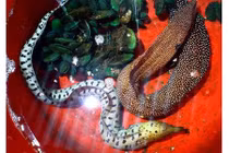 Sự thực về 2 con cá "quái vật" cực lạ ở Huế bị giết thịt