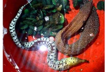 Sự thực về 2 con cá "quái vật" cực lạ ở Huế bị giết thịt