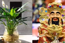 6 loại cây cảnh phong thủy là con cưng của Thần Tài