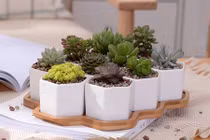 Vật phẩm phong thủy giúp 12 con giáp đếm tiền mỏi tay năm 2019