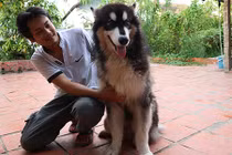 Đẹp độc lạ, chó Alaska có giá “đỏng đảnh”, cả chục triệu đồng/con