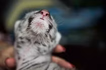 Hổ trắng hiếm có chào đời tại vườn thú