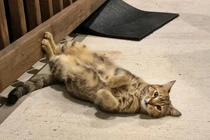 Cặp đôi nhận nuôi chú mèo hoang và rồi nhận ra điều không tưởng