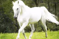 Video: Phản ứng bất ngờ của chú ngựa khi biết sự thật về nụ hôn