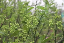 Dân Hà thành vung tiền lấy cả cây lẫn chậu hoa bưởi