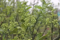 Dân Hà thành vung tiền lấy cả cây lẫn chậu hoa bưởi