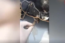 Video: Kéo 30cm rác nhựa ra khỏi bụng rùa biển