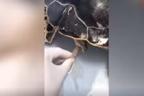 Video: Kéo 30cm rác nhựa ra khỏi bụng rùa biển
