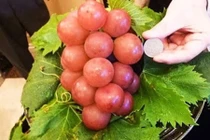 Những loại quả siêu đắt đỏ khiến bạn giật mình