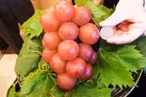 Những loại quả siêu đắt đỏ khiến bạn giật mình