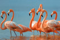 Những sự thật bất ngờ và đáng yêu về các loài động vật