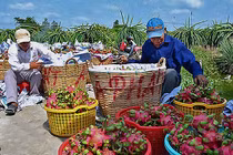 Lão nông bán chục tỷ tiền lươn, 26 tấn chôm chôm