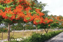 Đại gia Đặng Văn Thành trồng... phượng để hút du khách