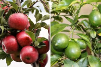 5 loại quả giúp giảm cân, càng ăn dáng càng đẹp