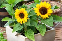 Thời gian trồng hoa để nở đúng vào dịp Tết bạn cần biết