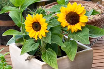 Thời gian trồng hoa để nở đúng vào dịp Tết bạn cần biết