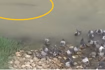 Video: Cá trê "khổng lồ" nuốt gọn chim bồ câu trong nháy mắt
