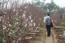 Người dân nườm nượp đổ về Nhật Tân săn đào, quất về chơi Tết