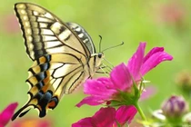 6 dấu hiệu cho thấy thần tài sắp gõ cửa nhà bạn