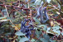 Loại quả "ngón tay quỷ" giá 200.000/kg có gì đặc biệt