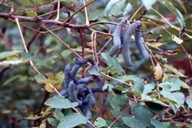 Loại quả "ngón tay quỷ" giá 200.000/kg có gì đặc biệt