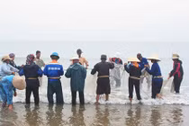 Mùa này cứ ra biển là "kéo" được hàng tạ cá ngảng