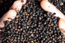 "Vàng đen" của Việt Nam lên cơn sốt, một tháng tăng giá gấp 4 lần