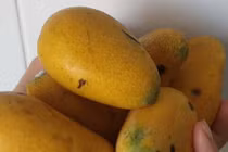 Xoài mút Trung Quốc bán chạy giữa lúc xoài Việt Nam thu hoạch rộ