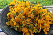 Mùa nước nổi, người dân miền Tây hái bông điên điển thu tiền mỏi tay