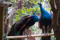 Video: Thú chơi chim công của giới nhà giàu dịp Tết nguyên đán