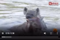 Video: Linh cẩu tàn độc hành hạ man rợ đồng loại dưới nước