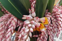 Bất ngờ loại hoa lan hệt như bông lúa, dân buôn bán cả nghìn cành