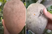 Bổ quả hồng xiêm siêu to khổng lồ, phần ruột khiến tất cả ngạc nhiên