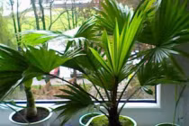 Phòng khách trang trí 7 loại cây phong thủy hút tài này, cả năm may mắn