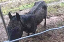 Chú ngựa kiện chủ cũ đòi 100.000 USD