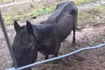 Chú ngựa kiện chủ cũ đòi 100.000 USD