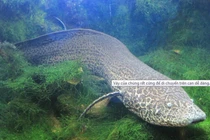 Loài cá hít thở được không khí như người mà không chết?