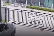 Video: Chú rùa tinh ranh tự mở cổng để ra đường chơi