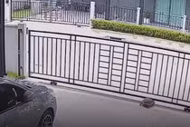 Video: Chú rùa tinh ranh tự mở cổng để ra đường chơi