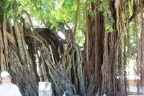 Khánh Hòa: Lạ đời rễ cây hàng trăm tuổi chuyển màu trắng khi mưa