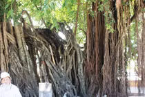 Khánh Hòa: Lạ đời rễ cây hàng trăm tuổi chuyển màu trắng khi mưa