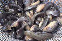 Tránh 'sập bẫy' gian thương, đây là cách nhận diện rô đồng và nuôi